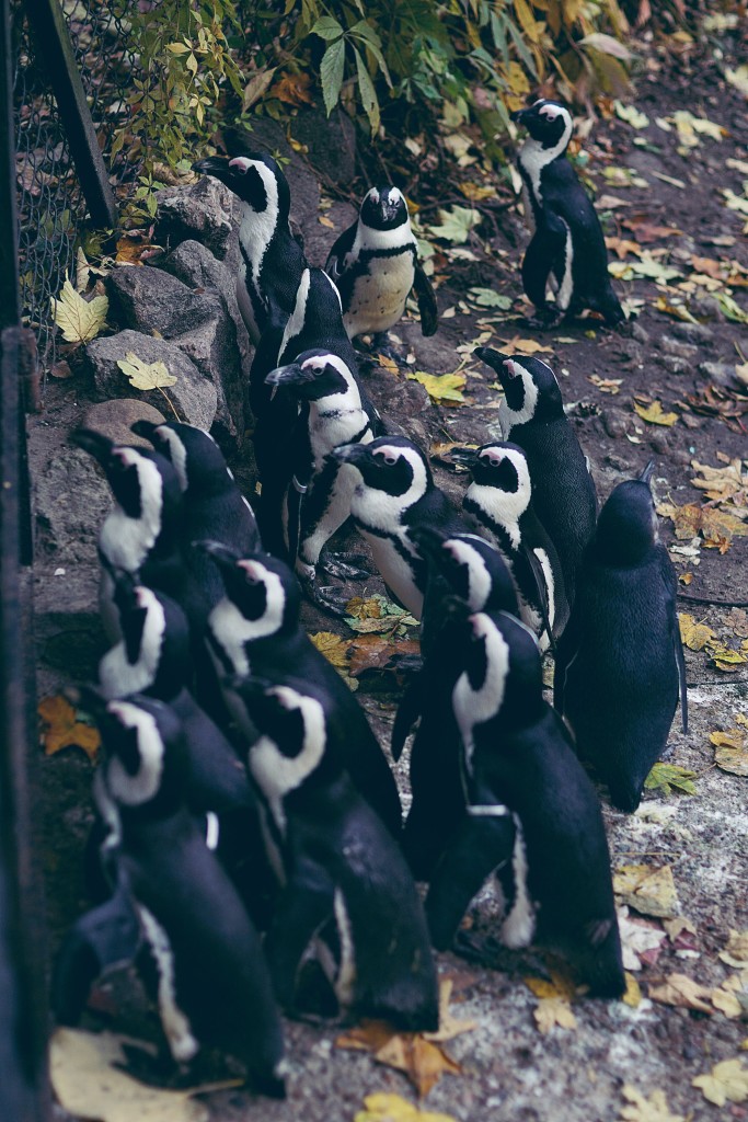 pingwiny, zoo warszawa