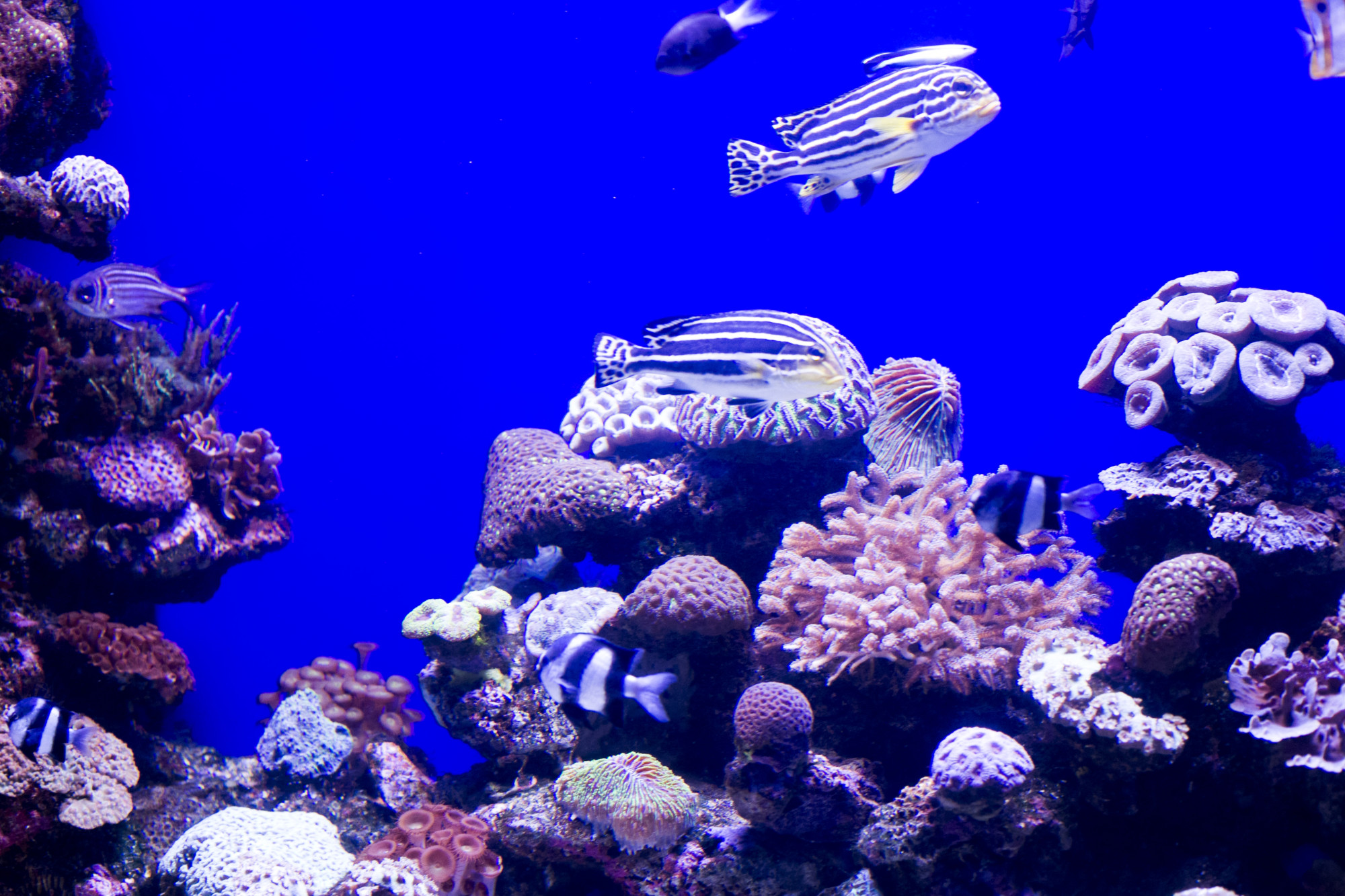 palma aquarium, mallorca akwarium, majorka akwarium